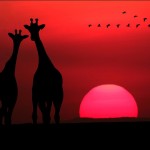 Силуэты жирафов на закате