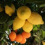 плоды лимона и апельсина