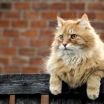 рыжий кот на заборе