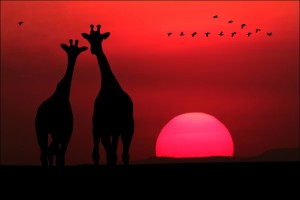 жирафы на закате