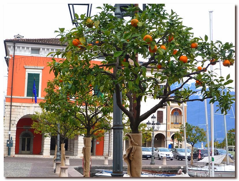 Апельсиновое дерево зимой