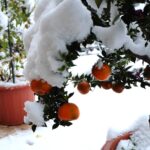 Мандаринное деревце под снегом