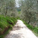 Дорога среди олив