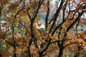 Ветки и желтые листья дуба