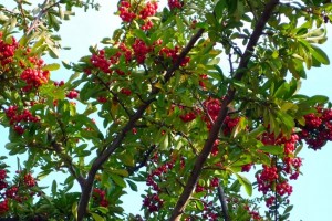 Красные ягоды на зеленых ветвях