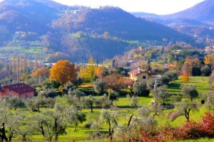 Пейзаж с оливковыми деревьями