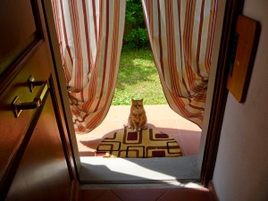 Рыжая кошка перед входом в дом