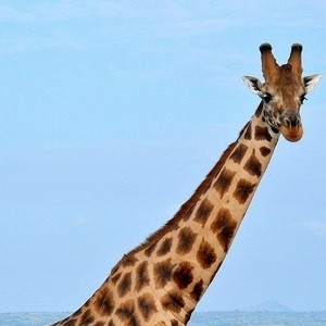 голова жирафа