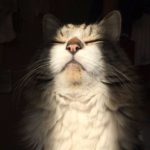 мордочка кота на солнышке