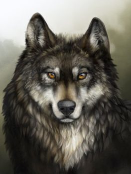 Волк - рисунок