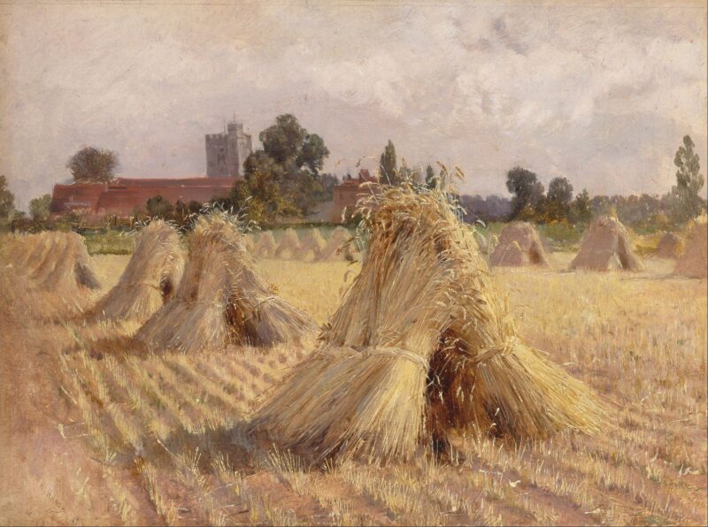 Снопа пшеницы