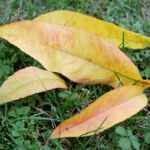 желтые осенние листья