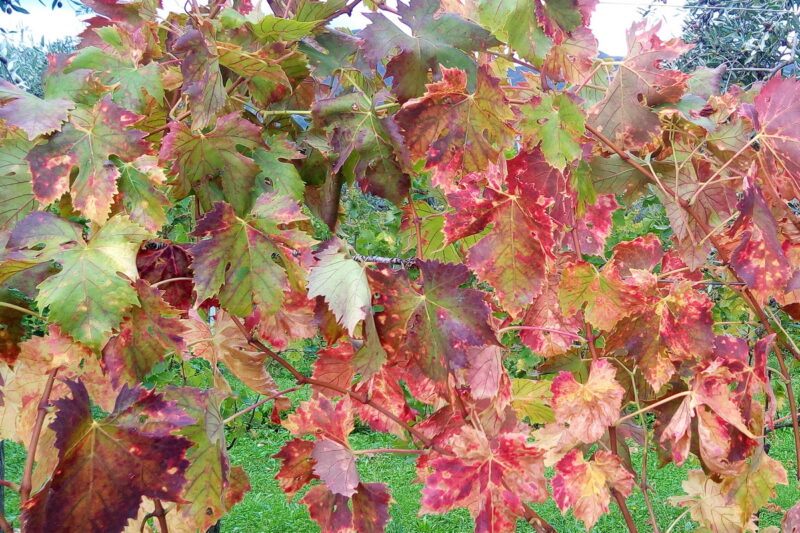 красные листья винограда