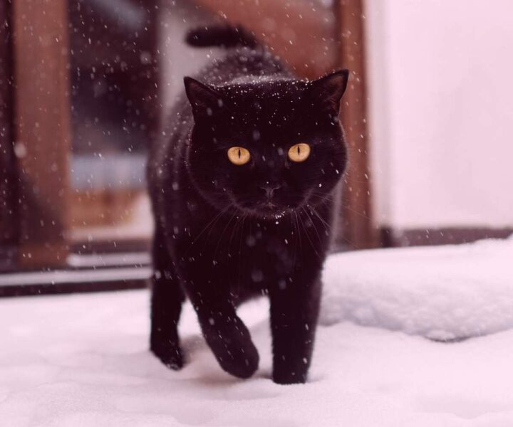 Черный кот идет по снегу